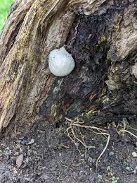 Attēlu rezultāti vaicājumam “Reticularia lycoperdon”