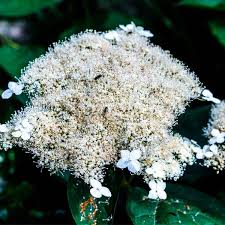 Attēlu rezultāti vaicājumam “Hydrangea arborescens”