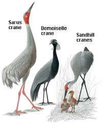 Attēlu rezultāti vaicājumam “Gruiformes”