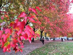 Image result for Leek Park B C