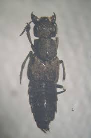 Attēlu rezultāti vaicājumam “Ontholestes murinus”