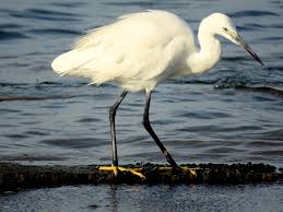 Attēlu rezultāti vaicājumam “Egretta garzetta”