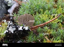 Attēlu rezultāti vaicājumam “Arrhenia spatulata”