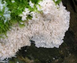 Attēlu rezultāti vaicājumam “Brefeldia maxima plasmodium”