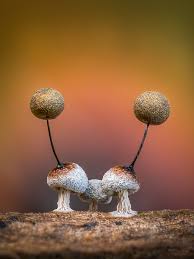 Attēlu rezultāti vaicājumam “Lamproderma violaceum macro”