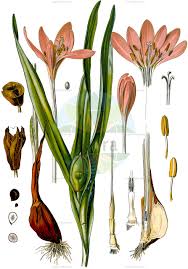 Attēlu rezultāti vaicājumam “Colchicaceae”