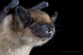 Attēlu rezultāti vaicājumam “Eptesicus serotinus”