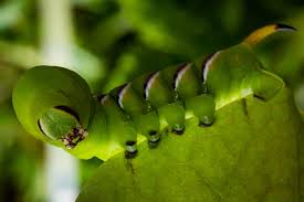 Attēlu rezultāti vaicājumam “Sphinx ligustri larva”