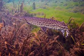 Image result for Lepisosteus osseus