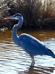 Image result for heron