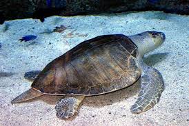 Image result for Lepidochelys olivacea