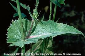 Attēlu rezultāti vaicājumam “Sonchus oleraceus leaf”