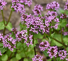 Image result for Baldrian