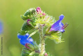 Attēlu rezultāti vaicājumam “Echium vulgare bud”