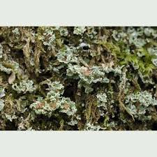 Attēlu rezultāti vaicājumam “Cladonia caespiticia”