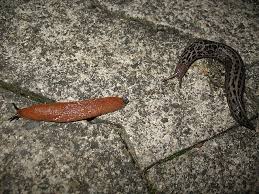 Attēlu rezultāti vaicājumam “Limax maximus”