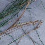 Attēlu rezultāti vaicājumam “Juncus compressus fruit”