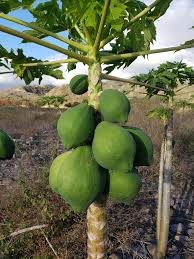 Image result for Carica papaya