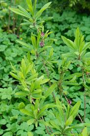Attēlu rezultāti vaicājumam “Daphne mezereum leaf”