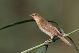 Image result for Acrocephalus aedon