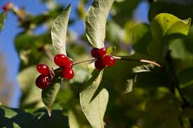 Attēlu rezultāti vaicājumam “Lonicera ferdinandii”