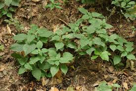 Attēlu rezultāti vaicājumam “Circaea lutetiana leaf”