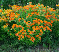 Attēlu rezultāti vaicājumam “Liceaceae”