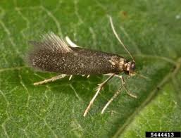 Attēlu rezultāti vaicājumam “Tischeriidae”