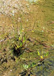 Attēlu rezultāti vaicājumam “Alisma gramineum flower”