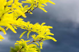 Attēlu rezultāti vaicājumam “Gleditsia triacanthos flower”