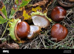 Attēlu rezultāti vaicājumam “Aesculus hippocastanum fruit”