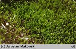 Attēlu rezultāti vaicājumam “Gymnostomum calcareum”