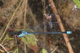 Attēlu rezultāti vaicājumam “Erythromma najas”