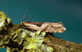 Attēlu rezultāti vaicājumam “Ancylis myrtillana”
