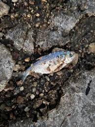 Image result for Dorosoma cepedianum