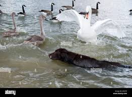 Image result for South Yorkshire Swans