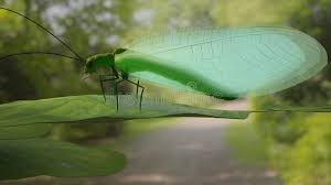 Attēlu rezultāti vaicājumam “Chrysopidae”