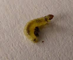 Attēlu rezultāti vaicājumam “Phronia sp. larva”