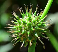 Attēlu rezultāti vaicājumam “Sparganium minimum fruit”