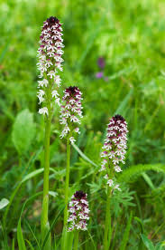 Attēlu rezultāti vaicājumam “Orchis ustulata”