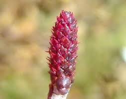 Attēlu rezultāti vaicājumam “Alnus glutinosa female flower”
