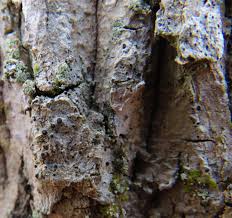 Attēlu rezultāti vaicājumam “Acrocordia gemmata”