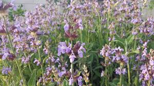 Image result for Salvia officinalis