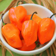 Afbeeldingsresultaat voor orange habanero hot pepper