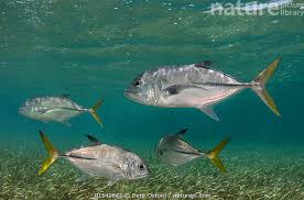 Image result for Caranx latus