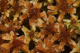 Attēlu rezultāti vaicājumam “Sphagnum fuscum”