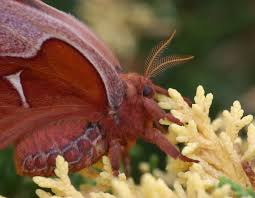 Attēlu rezultāti vaicājumam “Saturniidae”