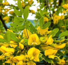 Attēlu rezultāti vaicājumam “Caragana arborescens flower”
