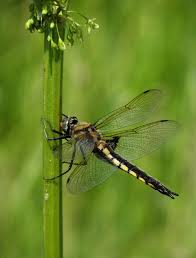 Attēlu rezultāti vaicājumam “Epitheca bimaculata”