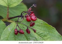 Attēlu rezultāti vaicājumam “Solanum dulcamara fruit”